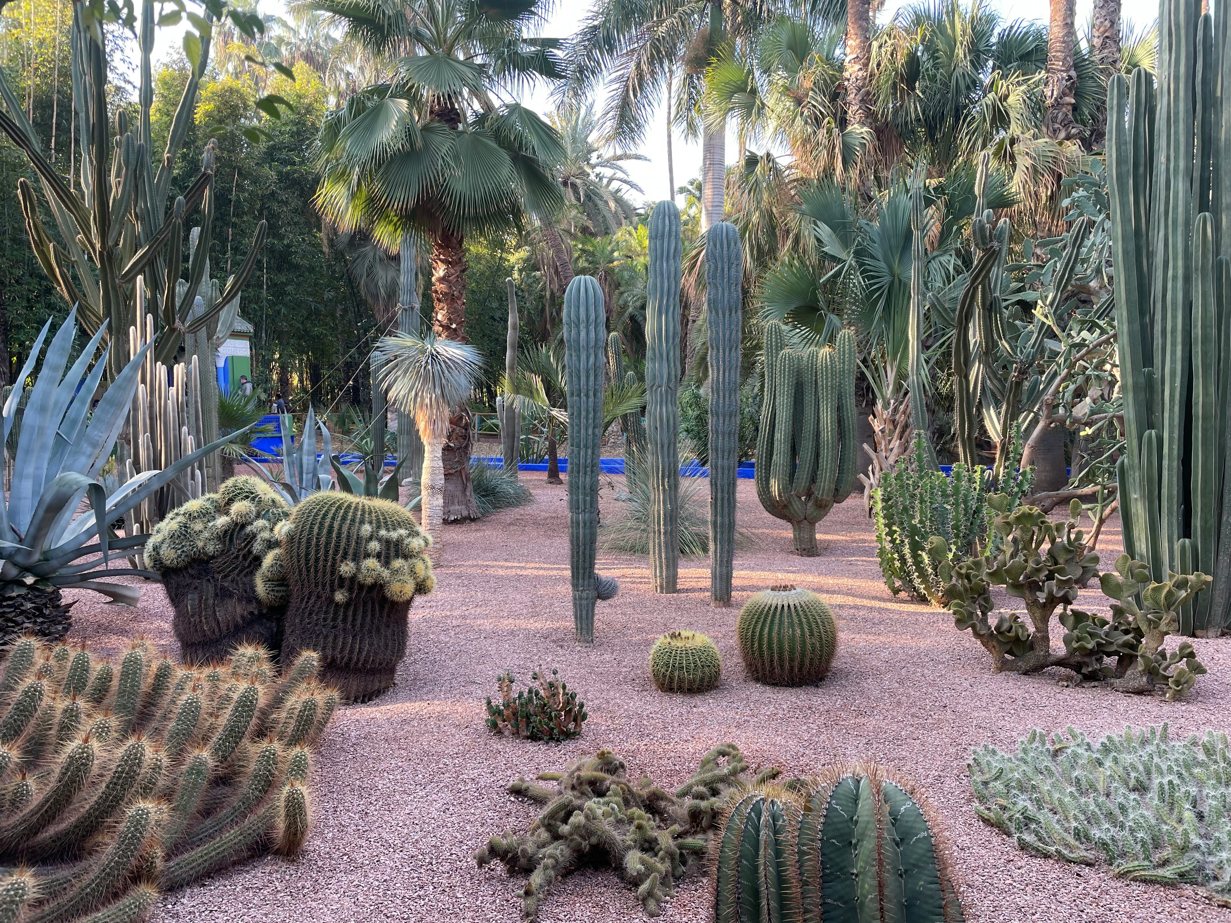 A lush garden showcasing an array of cactuses alongside elegant palm trees, creating a tropical atmosphere.